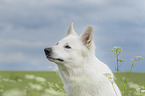 Berger Blanc Suisse portrait