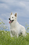 standing Berger Blanc Suisse