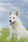 sitting Berger Blanc Suisse