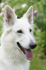 Berger Blanc Suisse Portrait