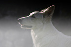 Berger Blanc Suisse Portrait