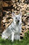 sitting Berger Blanc Suisse