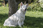 sitting Berger Blanc Suisse