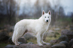 Berger Blanc Suisse