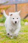 Berger Blanc Suisse Puppy