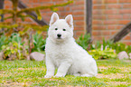 Berger Blanc Suisse Puppy