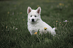 white shepherd puppy