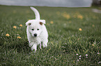 white shepherd puppy