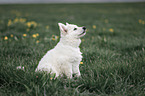 white shepherd puppy