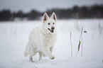 running Berger Blanc Suisse