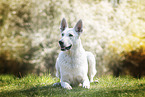 lying Berger Blanc Suisse