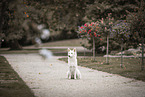 Berger Blanc Suisse