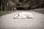 Berger Blanc Suisse