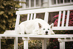 Berger Blanc Suisse