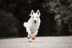 Berger Blanc Suisse