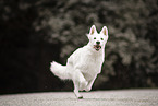 Berger Blanc Suisse