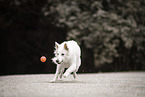 Berger Blanc Suisse