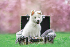 Berger Blanc Suisse Puppy