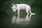 Berger Blanc Suisse Puppy