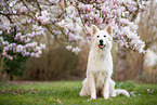 Berger Blanc Suisse