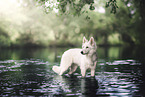 Berger Blanc Suisse