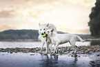 Berger Blanc Suisse