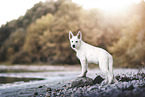 Berger Blanc Suisse