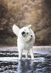 Berger Blanc Suisse