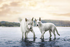 Berger Blanc Suisse