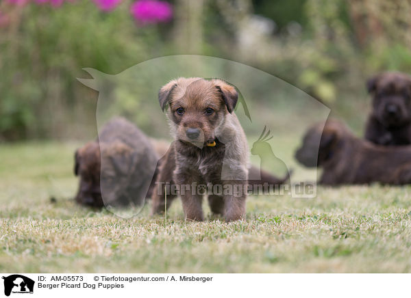 Berger Picard Welpen / Berger Picard Dog Puppies / AM-05573
