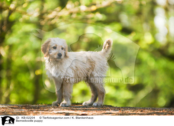 Bernedoodle Welpe / Bernedoodle puppy / KB-02204