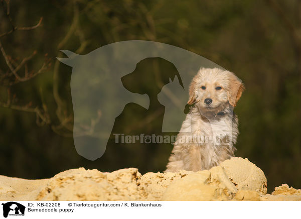 Bernedoodle puppy / KB-02208