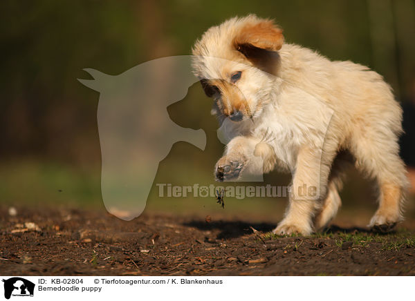 Bernedoodle Welpe / Bernedoodle puppy / KB-02804