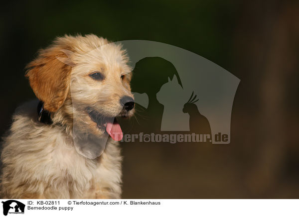 Bernedoodle Welpe / Bernedoodle puppy / KB-02811