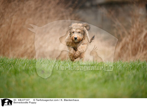 Bernedoodle Welpe / Bernedoodle Puppy / KB-07107