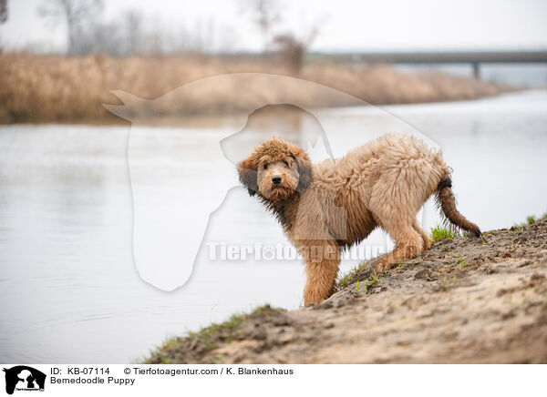 Bernedoodle Welpe / Bernedoodle Puppy / KB-07114