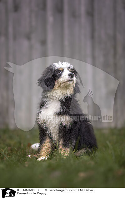 Bernedoodle Puppy / MAH-03050