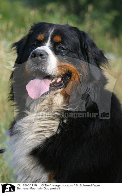 Berner Sennenhund Portrait / Bernese Mountain Dog portrait / SS-00116