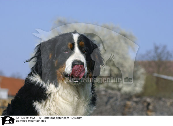 Bernese Mountain dog / DB-01592