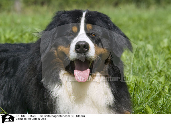 Berner Sennenhund / Bernese Mountain Dog / SST-01570