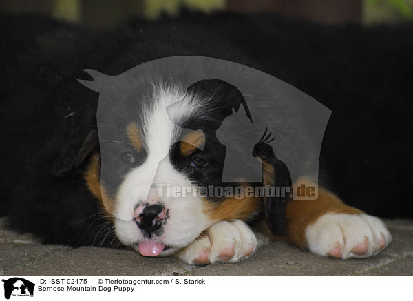 Berner Sennenhund Welpe / Bernese Mountain Dog Puppy / SST-02475