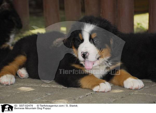 Berner Sennenhund Welpe / Bernese Mountain Dog Puppy / SST-02476