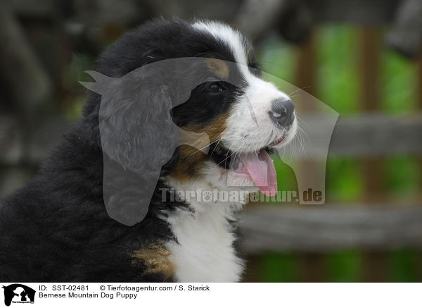 Berner Sennenhund Welpe / Bernese Mountain Dog Puppy / SST-02481