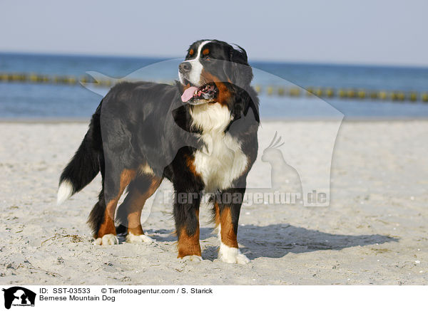 Berner Sennenhund Portrait / Bernese Mountain Dog / SST-03533