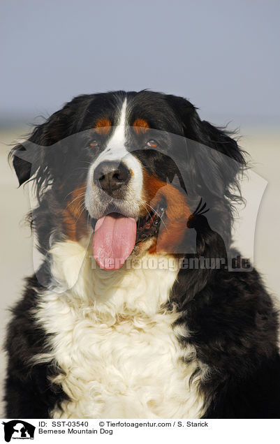 Berner Sennenhund Portrait / Bernese Mountain Dog / SST-03540