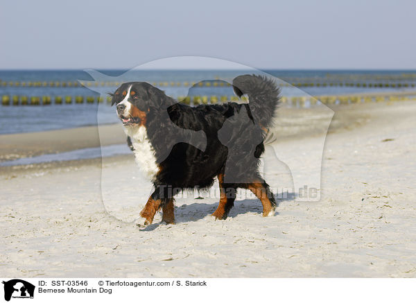 Berner Sennenhund / Bernese Mountain Dog / SST-03546