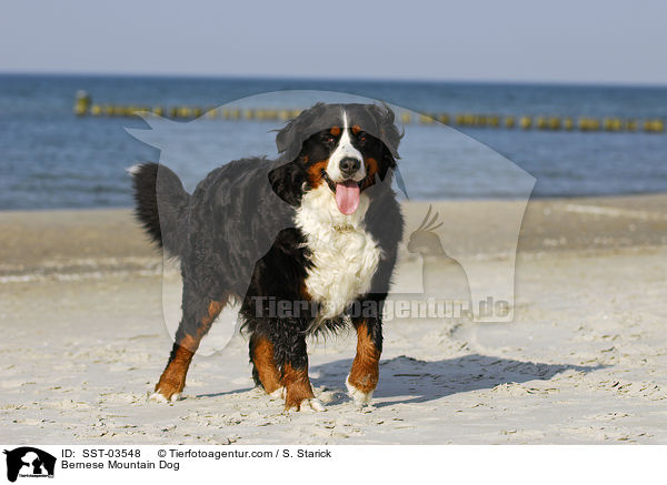 Berner Sennenhund Portrait / Bernese Mountain Dog / SST-03548