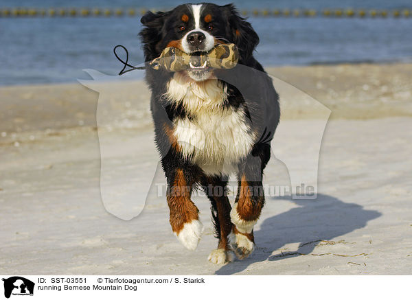 rennender Berner Sennenhund / running Bernese Mountain Dog / SST-03551