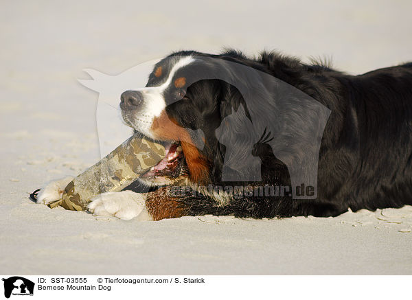 Berner Sennenhund / Bernese Mountain Dog / SST-03555