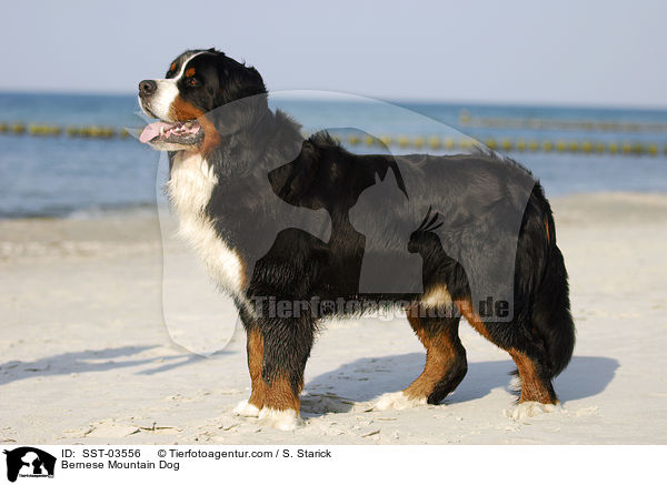 Berner Sennenhund Portrait / Bernese Mountain Dog / SST-03556